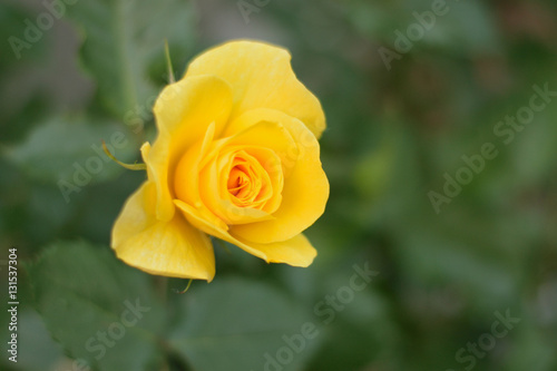 Macro details of vibrant Yellow colored Rose flower