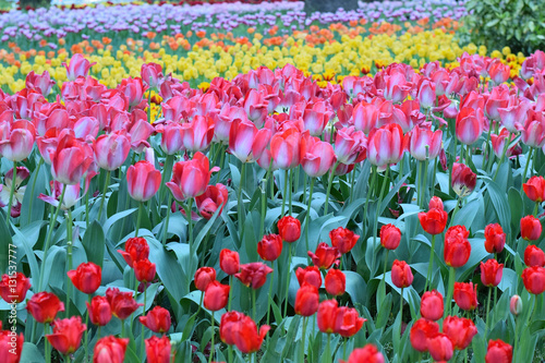 Fototapeta Naklejka Na Ścianę i Meble -  Background of colorful Tulip flower garden in horizontal frame