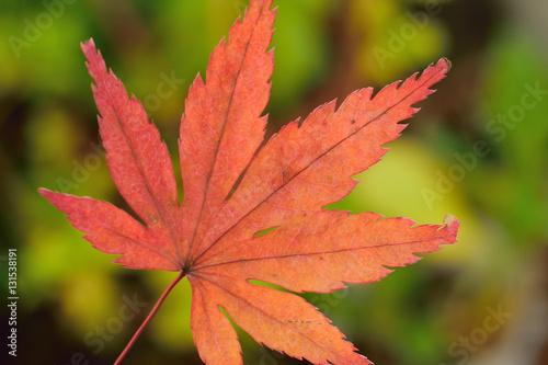 Japanese Autumn Maple leaf isolated against green garden background in horizontal frame