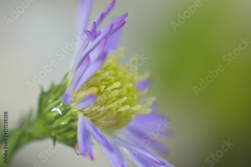 Blooming colorful flowers in summer garden