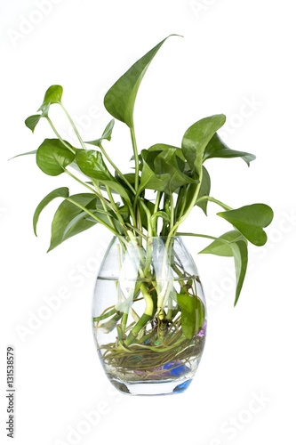 Green plant in glass vase isolated on white background