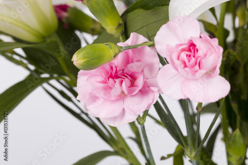 Pink carnations © ddukang