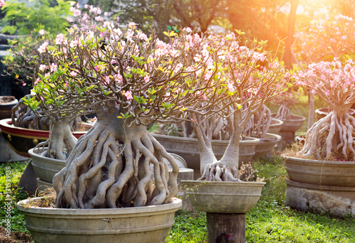 rose bonsai garden photo