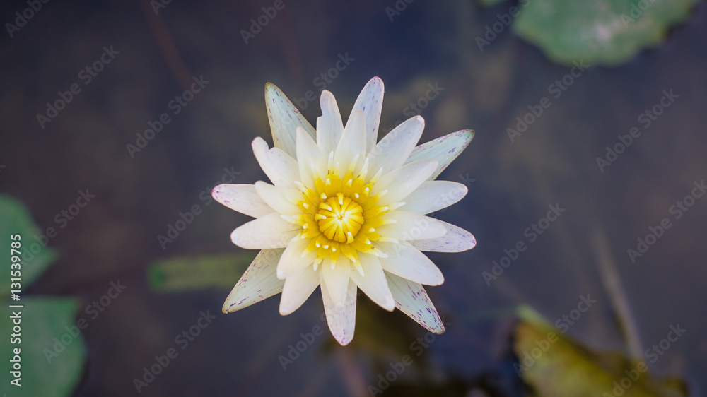 White Lotus. White Lotus.