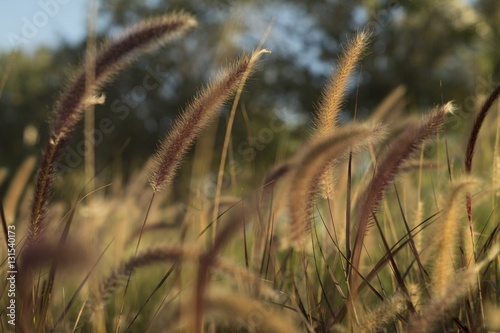 Red and golden grass