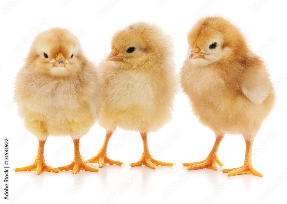 Three chicks.