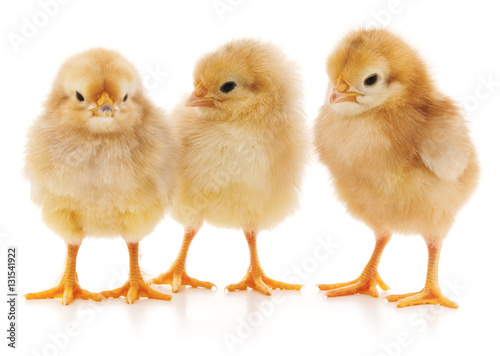 Three chicks.