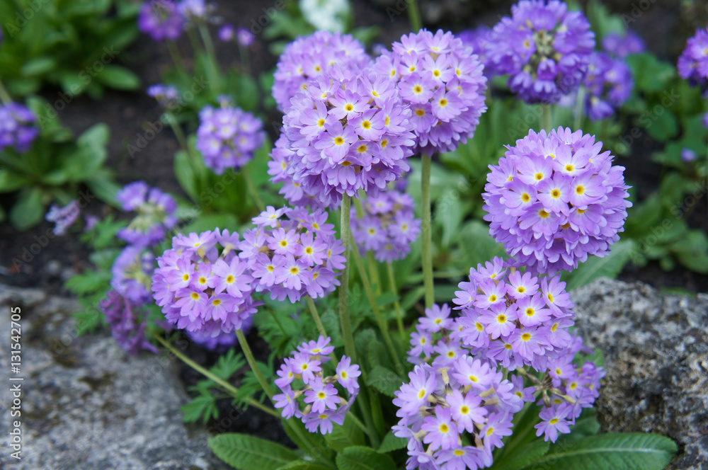 Purple primula denticulata flowers in garden Purple primula denticulata flowers in garden