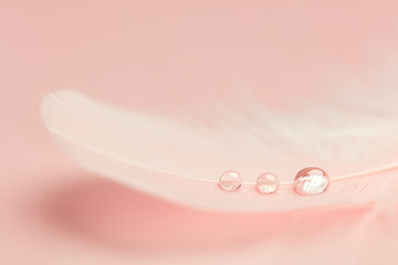 Gentle drops dew on a feather with a gentle pink background