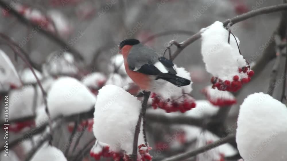 Bullfinch eat berries red rowan on the tree in snow winter day
Bullfinch eat berries red rowan on the tree in snow winter day