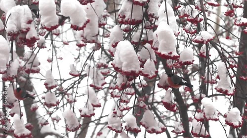 Bullfinches eat berries red rowan on the tree in snow winter day
