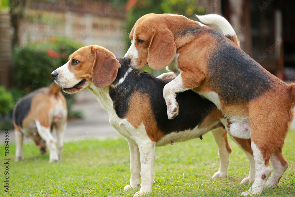 two purebred beagle dog are making love and sex
