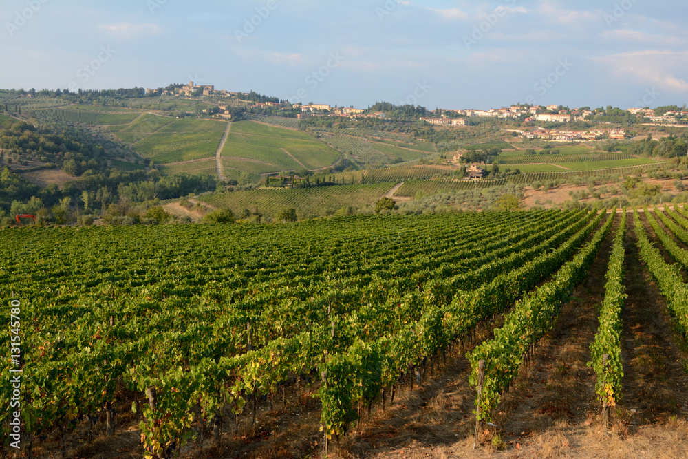Vineyard in Tuscany.