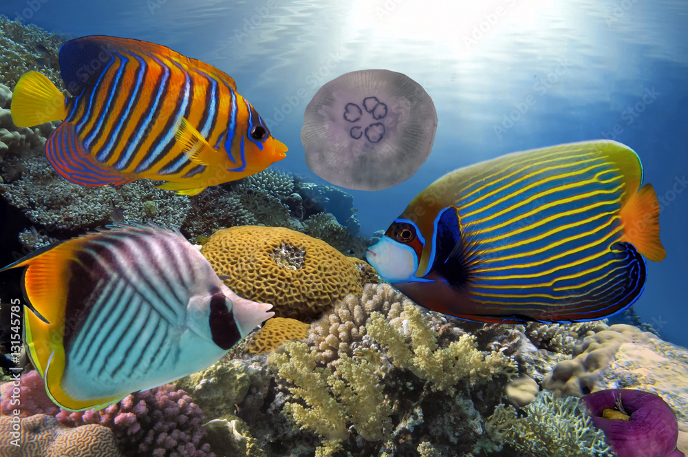 Naklejka premium Wonderful and beautiful underwater world with corals