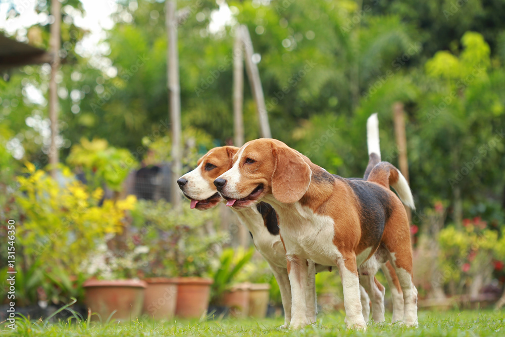 Love between dogs, Friendship between two beagle dogs