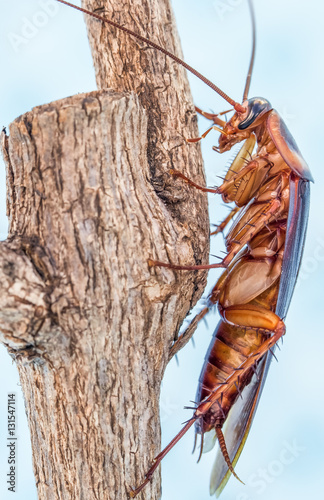 cancrelat, blatte, cafard, insecte nuisible photo