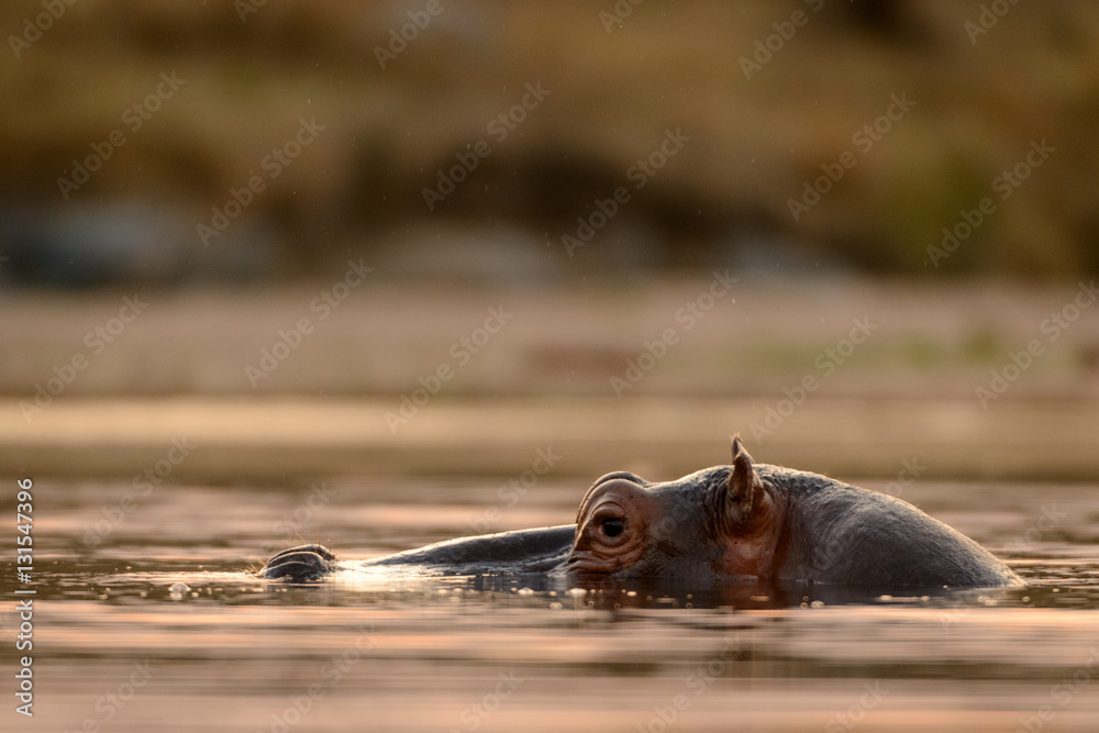 Fototapeta premium Common hippopotamus or hippo (Hippopotamus amphibius). Blyamiti Waterhole. Kruger National Park. Mpumalanga. South Africa.