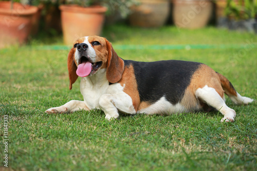 Purebred female Beagle dog lying down on lawn © Sigma s