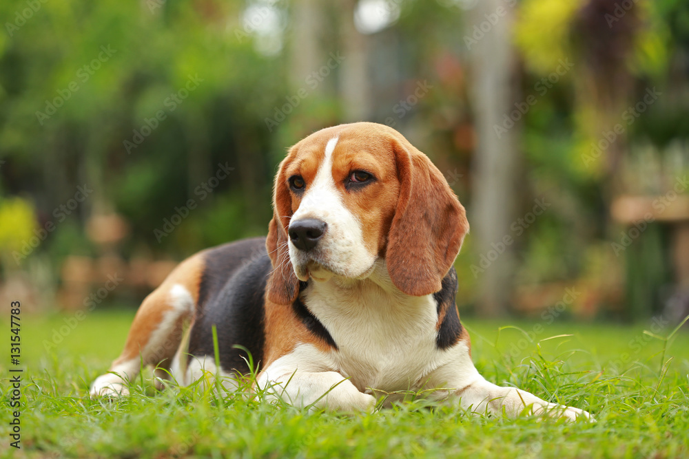 Purebred female Beagle dog lying down on lawn