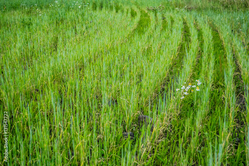 Obraz na płótnie Lush mowed green grass at a field w salonie