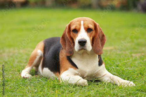 Purebred female Beagle dog lying down on lawn © Sigma s