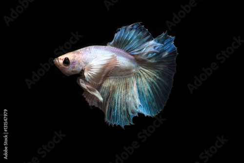 Fighting fish with black backglound