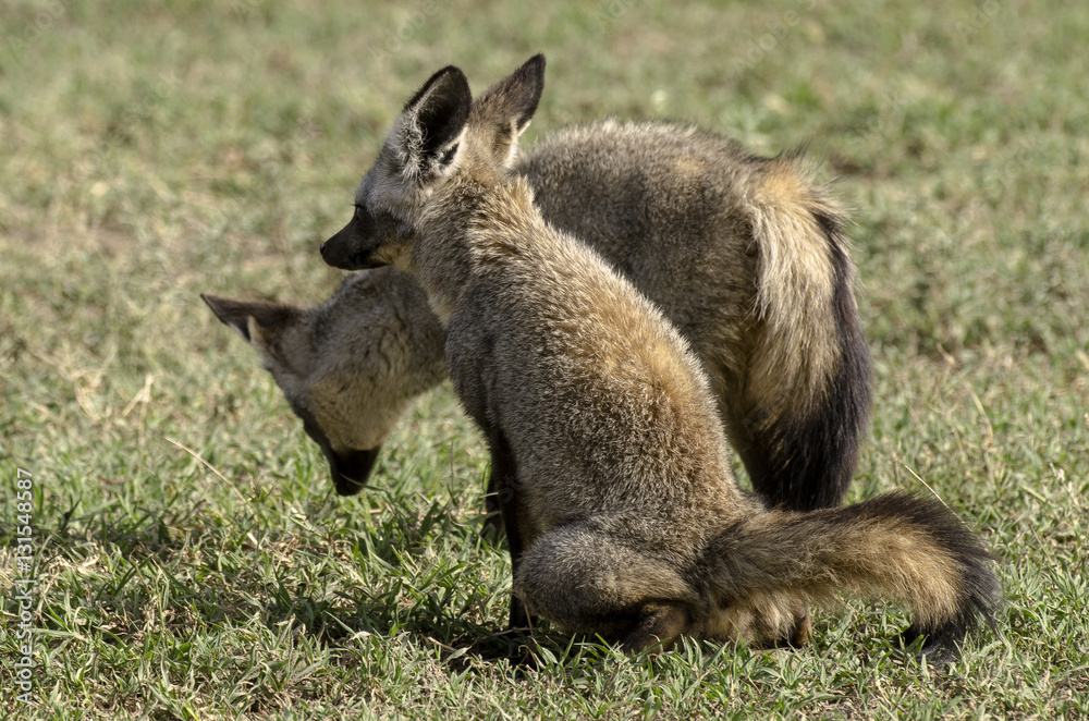 Otocyon, Otocyon megalotis, big eared fox, parc national du Serengeti, Tanzanie Otocyon, Otocyon megalotis, big eared fox, parc national du Serengeti, Tanzanie