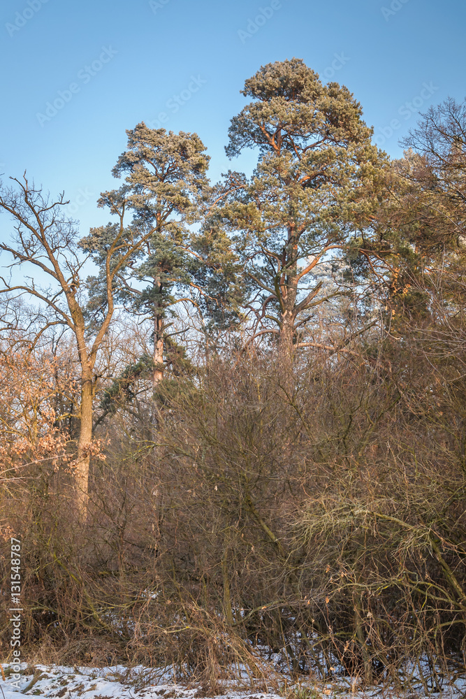 Fototapeta premium Winter forest