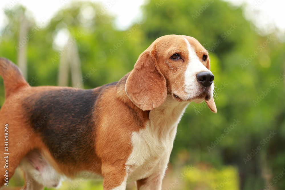 male Beagle dog lying down on floor