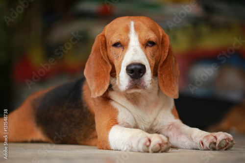male Beagle dog lying down on floor