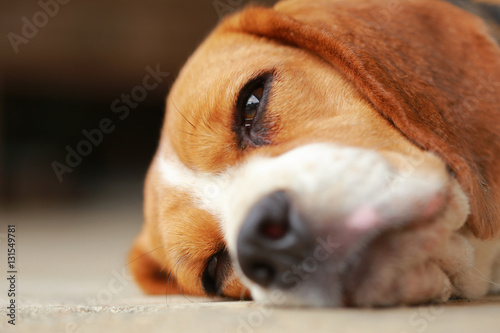 beagle dog Sleeping and take some rest, dog sleeping and dreaming 