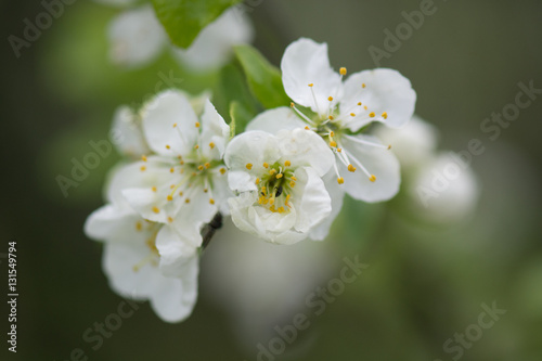 Spring flower