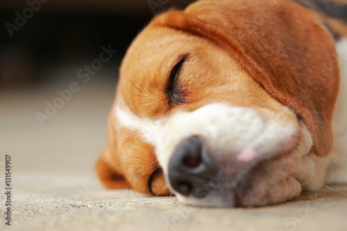 beagle dog Sleeping and take some rest, dog sleeping and dreaming 