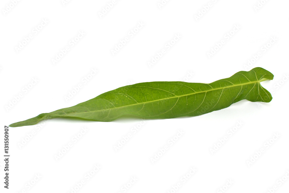 Obraz premium Close up fresh green leaf on white background