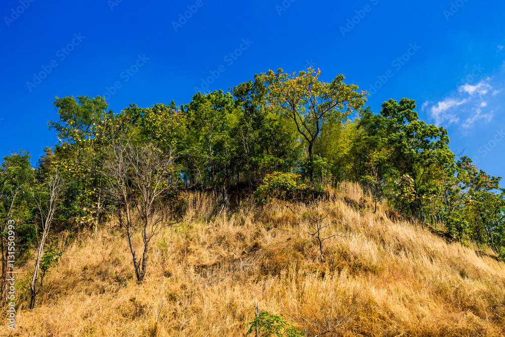 Foliage on the top of a mountain