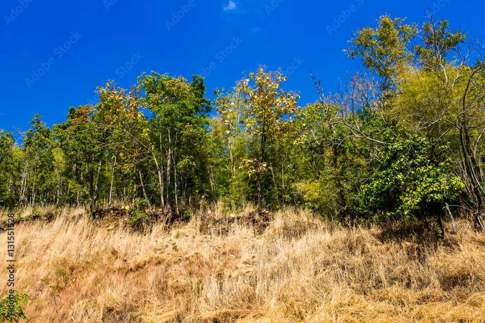 Obraz premium Foliage on the top of a mountain