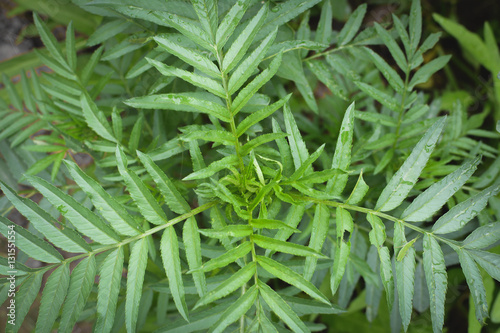 Hipster of green leaf background