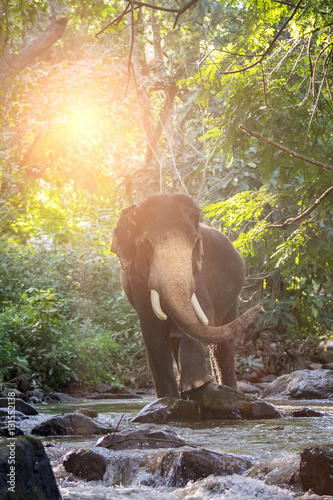 Photography Wild elephant in the river