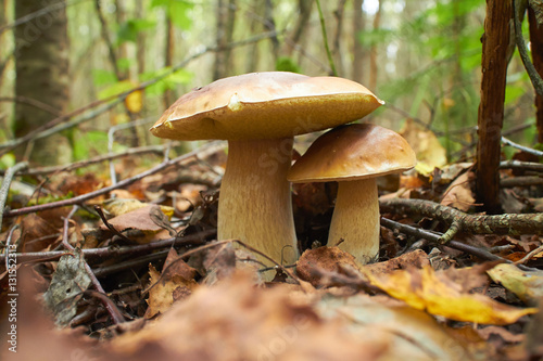 mushrooms in the forest © fox17