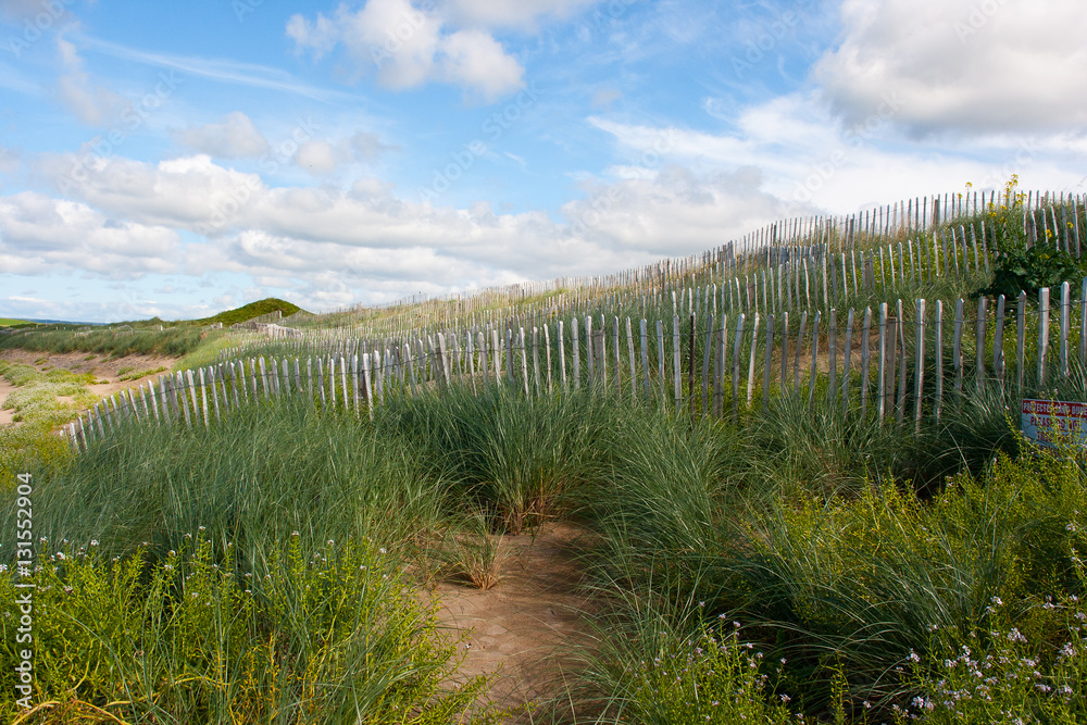 Sand dues on a seafront with wired picket fence for coastal erosion protection