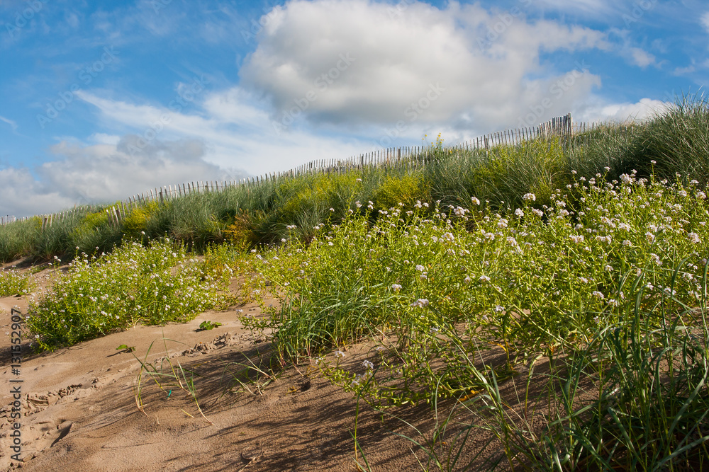 Sand dues on a seafront with wired picket fence for coastal erosion protection