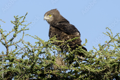 Circaète brun,.Circaetus cinereus, Brown Snake Eagle, Tanzanie photo