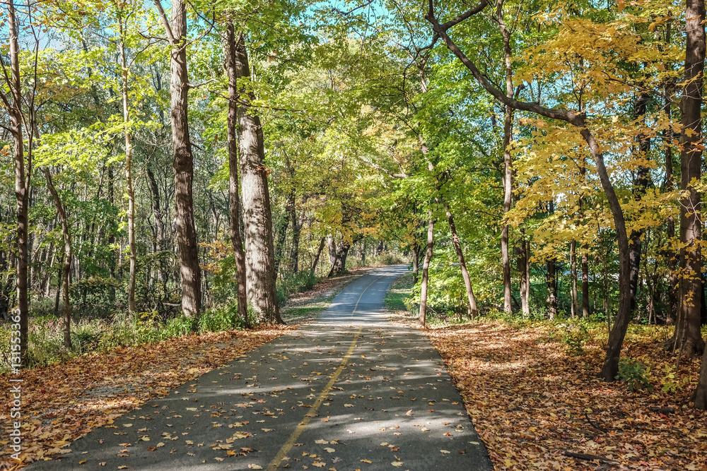 Fototapeta premium Autumn forest 