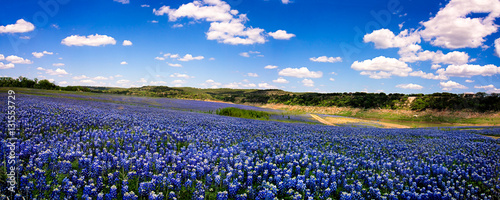 Field of Blue Panorama photo