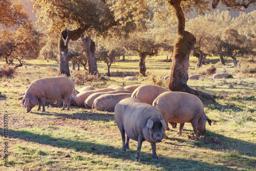 Iberian pig in the meadow, Huelva, Spain