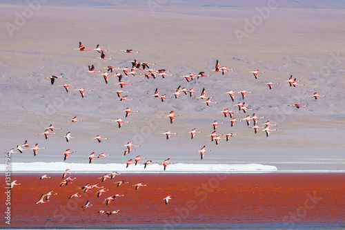 Flamingos flying in Red Lagoon (Red Lake) , Eduardo Avaroa Andean Fauna National Reserve, Bolivia photo