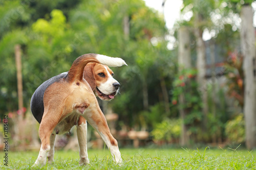 Beagle dog looking alert on estrus cycle , reproductive system in dog on estrus cycle