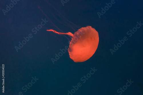 Orange jellyfish swimming in the deep sea.