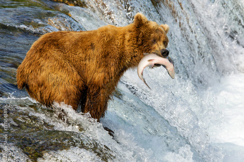 Bears in Alaska photo