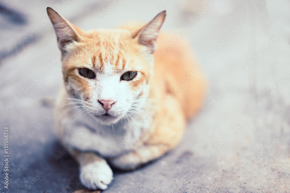 Fototapeta premium Yellow striped white cat lying on the cement floor.